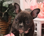 Small Photo #5 French Bulldog Puppy For Sale in THORP, WI, USA