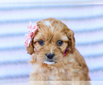 Small Photo #4 Cavapoo (Miniature) Puppy For Sale in LIBERTY, KY, USA