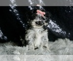 Small Photo #10 Maltipoo Puppy For Sale in WARSAW, IN, USA