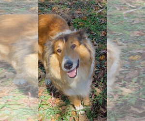 Mother of the Collie puppies born on 12/23/2024