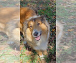 Small Photo #1 Collie Puppy For Sale in CHARLOTTE, NC, USA