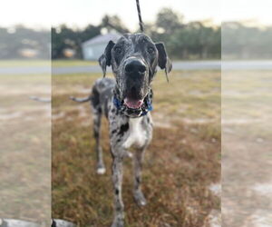 Great Dane Dogs for adoption in Sanford, FL, USA