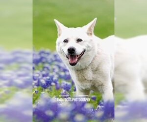 Shiba Inu-Unknown Mix Dogs for adoption in McKinney, TX, USA