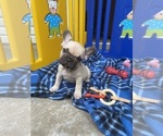Puppy Doc French Bulldog