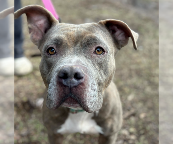 Medium Photo #1 Mutt Puppy For Sale in Hillsboro, NH, USA