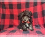 Small #1 Schnauzer (Miniature)