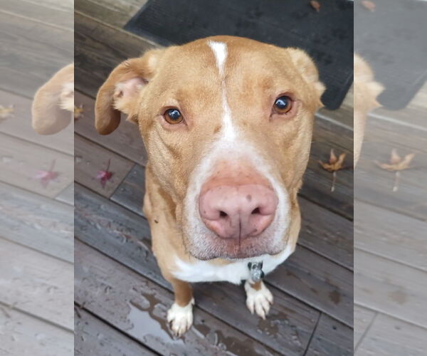 Medium Photo #4 Labrador Retriever-Unknown Mix Puppy For Sale in Cary, NC, USA
