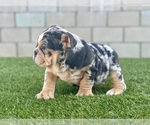 Small Photo #37 English Bulldog Puppy For Sale in PORTOLA VALLEY, CA, USA