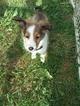 Small Photo #1 Shetland Sheepdog Puppy For Sale in FAIRVIEW, TN, USA
