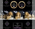 Small Photo #114 Dachshund Puppy For Sale in WARSAW, IN, USA