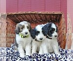 Small Photo #2 Bernedoodle Puppy For Sale in ORRSTOWN, PA, USA