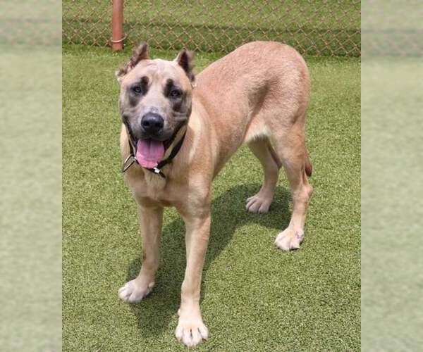 Medium Photo #2 Mastiff-Unknown Mix Puppy For Sale in Rockaway, NJ, USA