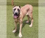Small #1 Mastiff Mix
