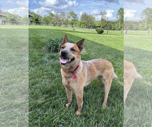 Mutt Dogs for adoption in Garden City, NY, USA