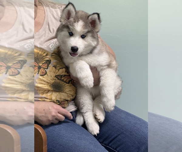Medium Photo #23 Pomsky Puppy For Sale in VENUS, PA, USA