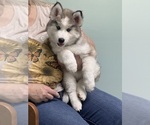 Small Photo #23 Pomsky Puppy For Sale in VENUS, PA, USA