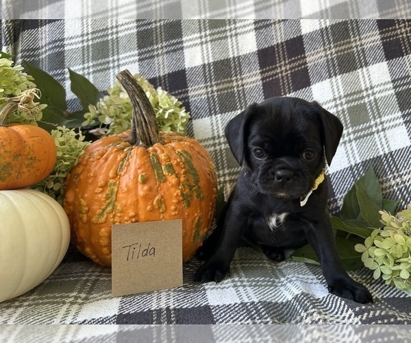 Medium Photo #1 Puggle Puppy For Sale in ELKTON, VA, USA