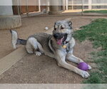 Small #3 Anatolian Shepherd