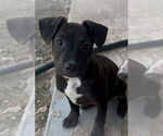 Small #2 French Bulldog-Staffordshire Bull Terrier Mix