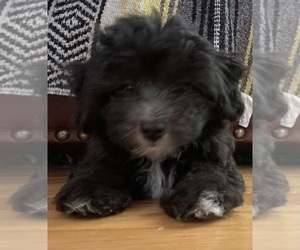 Maltipoo Puppy for sale in CLEVELAND, TN, USA