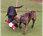 Small #18 Mountain Cur Mix