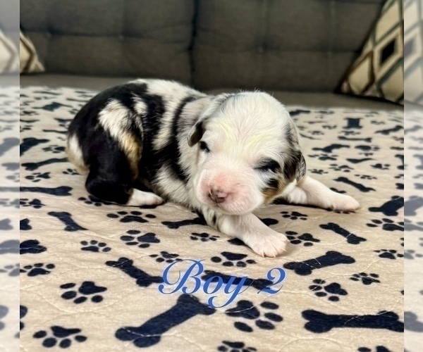 Medium Photo #5 Australian Shepherd Puppy For Sale in SALISBURY, NC, USA