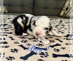 Small Photo #22 Australian Shepherd Puppy For Sale in SALISBURY, NC, USA
