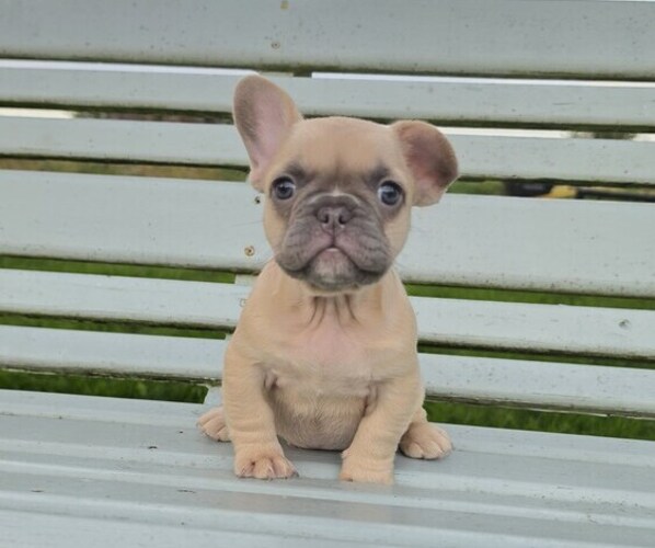 Medium Photo #1 French Bulldog Puppy For Sale in MILTON, WI, USA
