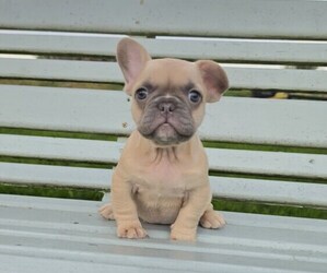 French Bulldog Puppy for sale in MILTON, WI, USA