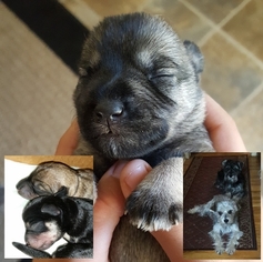 Schnauzer (Miniature) Puppy for sale in LANSING, MI, USA