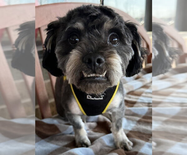 Medium Photo #3 Poodle (Miniature)-Unknown Mix Puppy For Sale in Mundelein, IL, USA