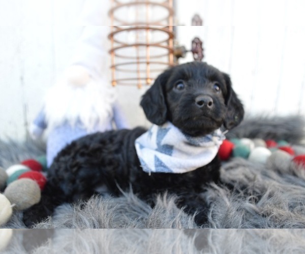 Medium Photo #4 Schnoodle (Miniature) Puppy For Sale in HONEY BROOK, PA, USA