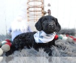 Small Photo #4 Schnoodle (Miniature) Puppy For Sale in HONEY BROOK, PA, USA