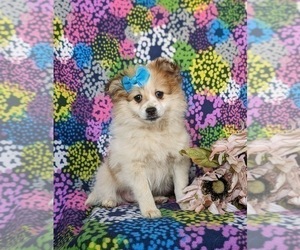 Pomeranian Puppy for sale in CHRISTIANA, PA, USA