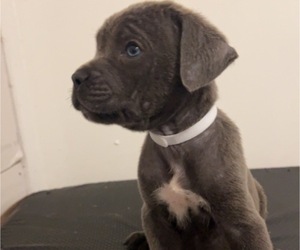 Cane Corso Puppy for sale in JOLIET, IL, USA