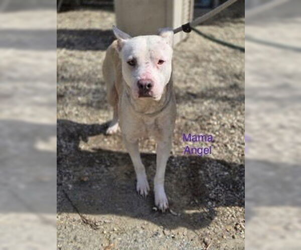 Medium Photo #3 American Pit Bull Terrier-Unknown Mix Puppy For Sale in Woodland Hills, CA, USA