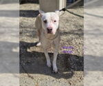 Small #2 American Pit Bull Terrier Mix
