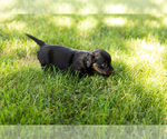 Small #9 Dachshund