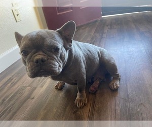 Mother of the French Bulldog puppies born on 10/11/2021