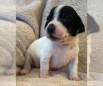 Small #8 Basset Hound Mix