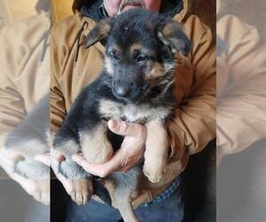 German Shepherd Dog Puppy for sale in VERSAILLES, OH, USA