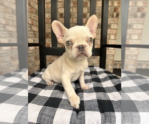 French Bulldog Puppy for sale in GREENFIELD, IN, USA