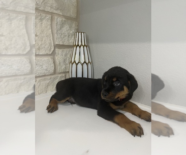 Medium Photo #12 Rottweiler Puppy For Sale in FORT WORTH, TX, USA