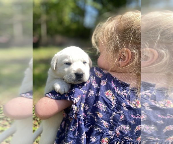 Medium Photo #12 Labrenees Puppy For Sale in ROYSTON, GA, USA