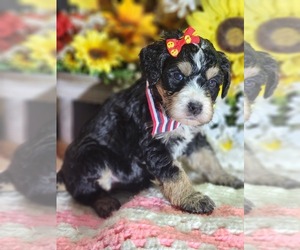 Bernedoodle Puppy for sale in OTISVILLE, MI, USA