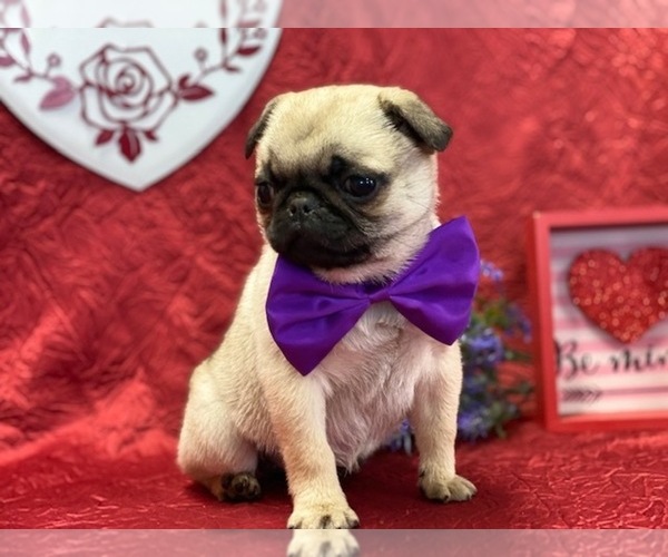 Medium Photo #4 Pug Puppy For Sale in LANCASTER, PA, USA