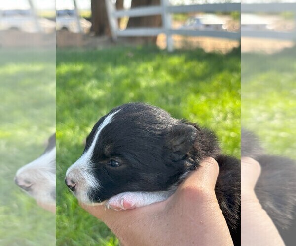 Medium Photo #2 Border Collie Puppy For Sale in MESA, WA, USA