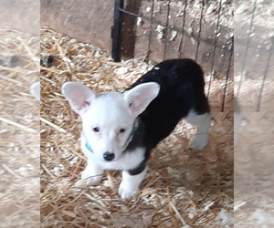 Pembroke Welsh Corgi Puppy for sale in SPOTSYLVANIA, VA, USA