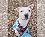 Small #5 American Pit Bull Terrier