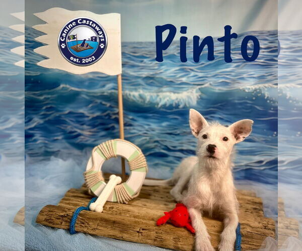 Medium Photo #7 Jack Russell Terrier-Unknown Mix Puppy For Sale in Arcadia, FL, USA